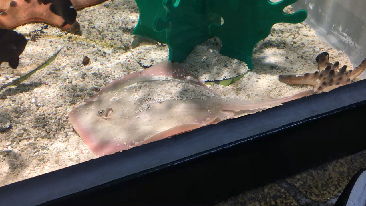 Lotte World Aquarium (롯데월드 아쿠아리움)