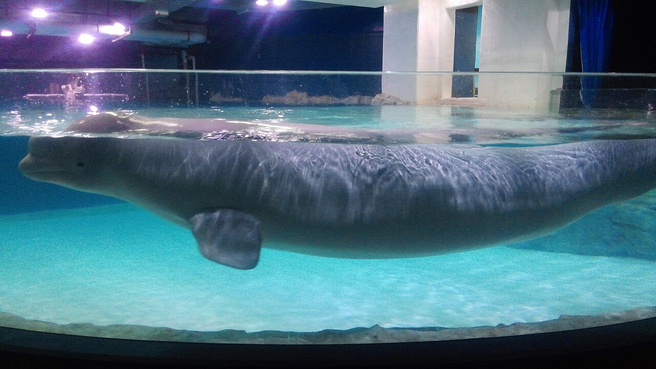Lotte World Aquarium (롯데월드 아쿠아리움)