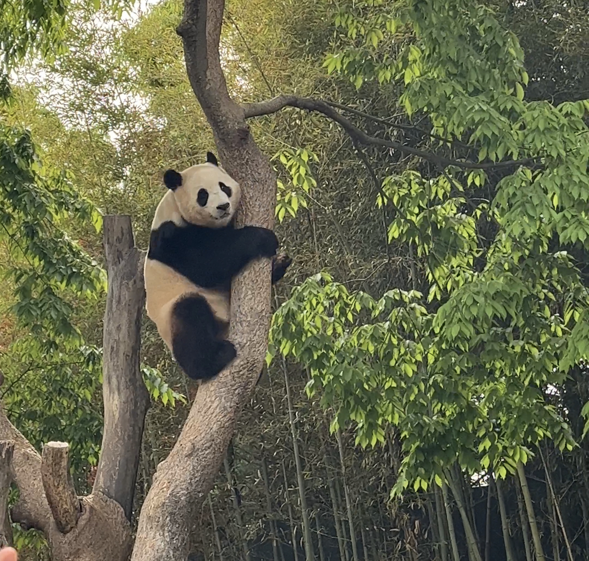 Everland (에버랜드)