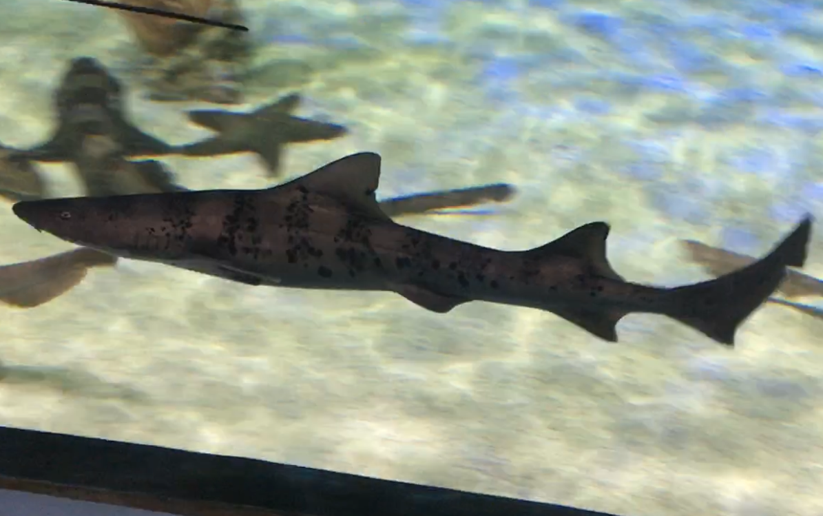 Lotte World Aquarium (롯데월드 아쿠아리움)