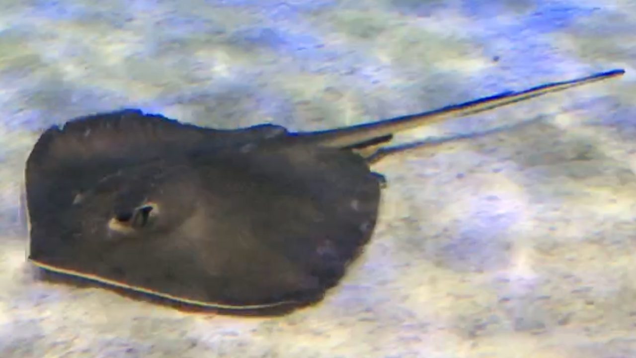 Lotte World Aquarium (롯데월드 아쿠아리움)